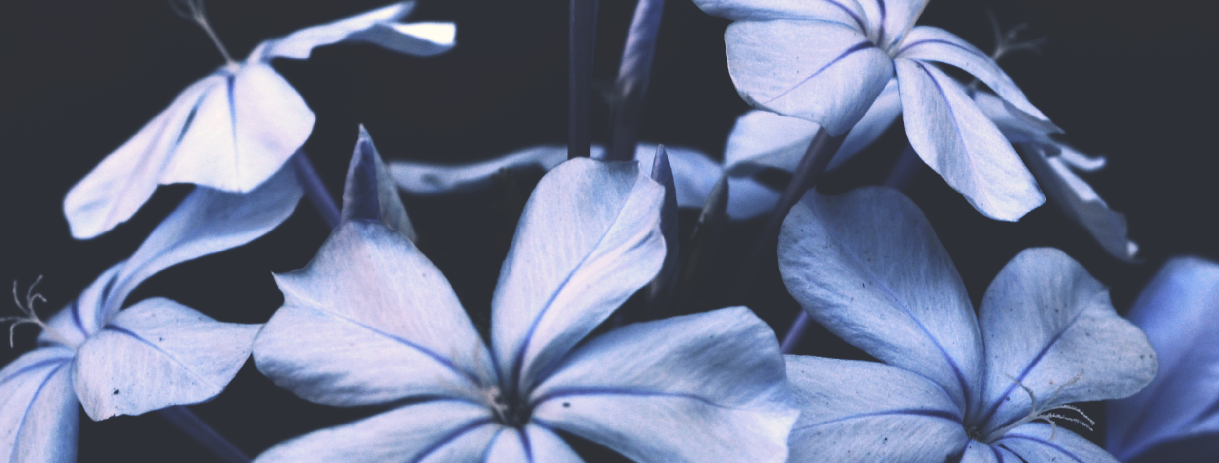 初回体験プランの画像